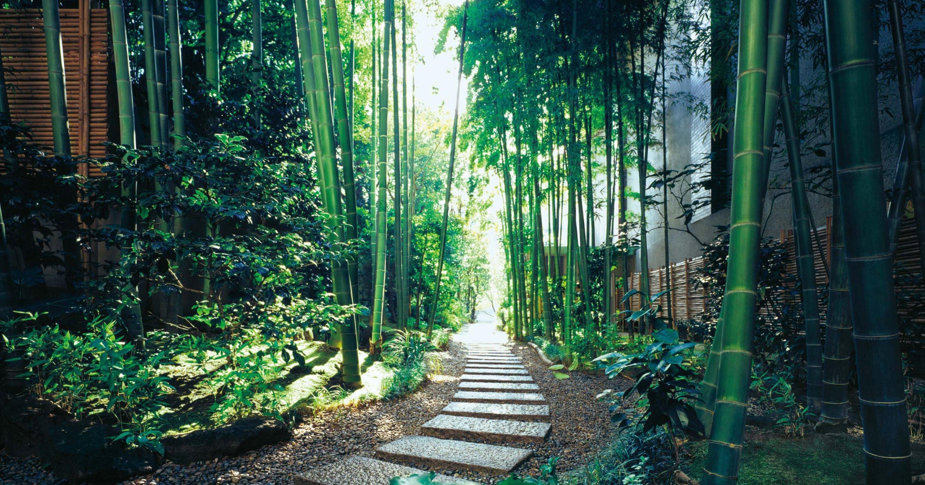 The Okura Tokyo Hotel Ngoại thất bức ảnh Bamboo forest in Arashiyama, Kyoto, Japan